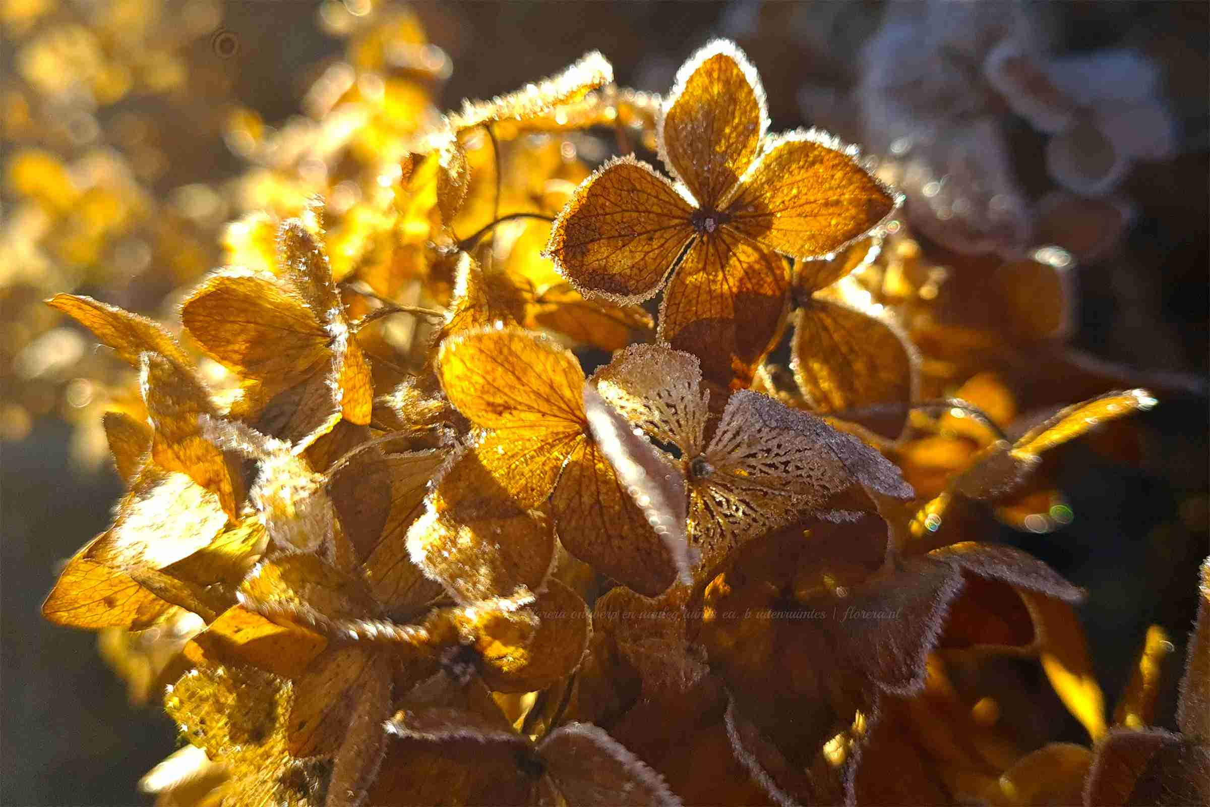 hortensia soorten zijn winterhard en prachtig in de winter tuin-florera.nl