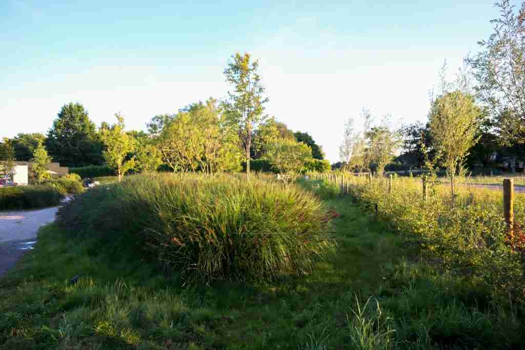 landelijke tuin met veel boomsoorten en siergrassen na tuinontwerp via Florera-florera.nl