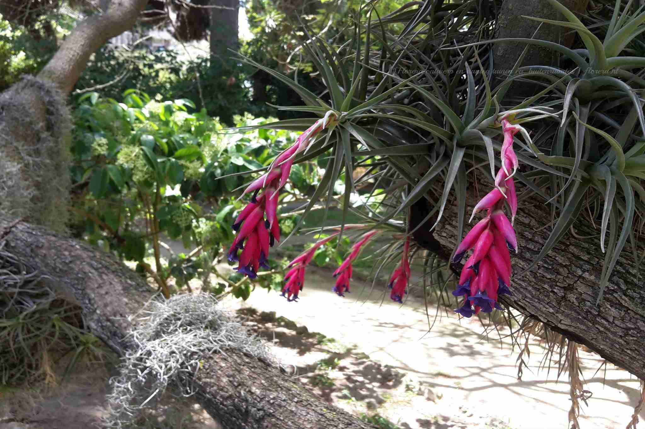 2x Luchtplantjes Tillandsia met LED-verlichting - 11 cm ↕23 cm kopen