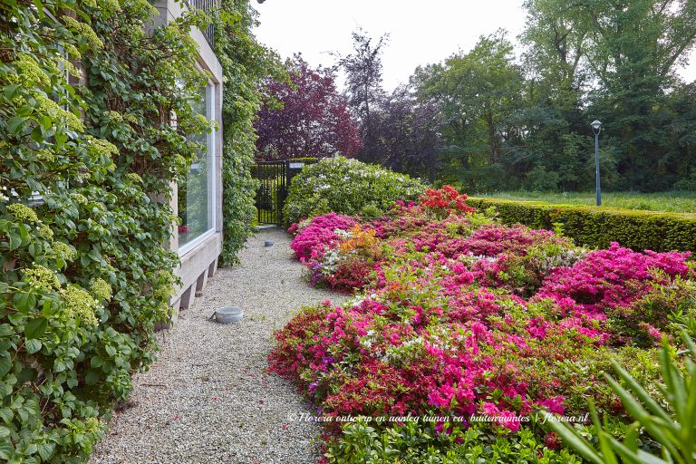 Bodembedekkers In Je Tuin Waarom Zo Belangrijk Florera Nl