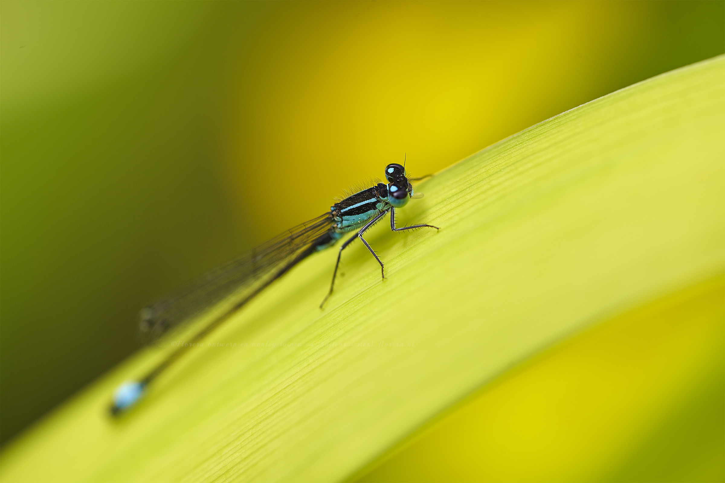 strakke waterpartij en dieren moderne tuin- florera.nl