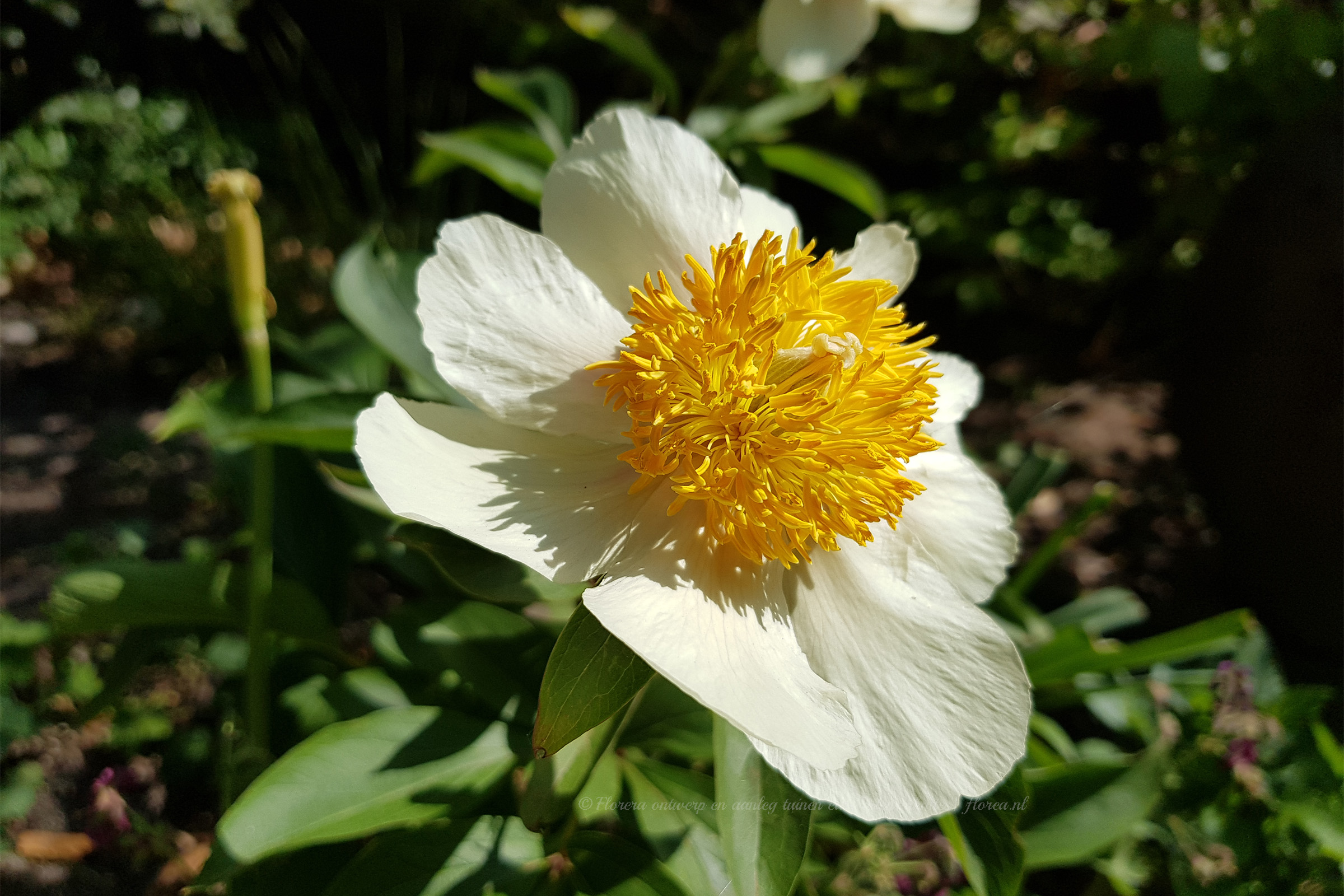 landelijke tuin ontwerpen en aanleggen en moderne tuinen-florera.nl landelijke tuin ontwerpen en aanleggen en moderne tuinen-florera.nl