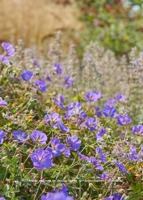Rijkbloeiende paarse ooievaarsbek (Geranium) als kleurrijke bodembedekker.